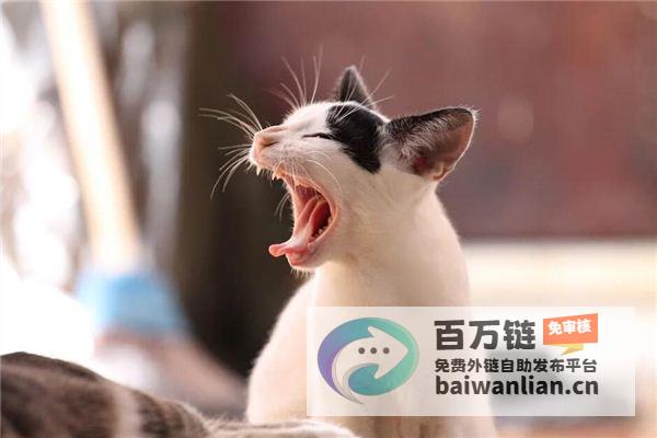 梦见猫满身血的含义和解读 (梦见猫满身血死了)